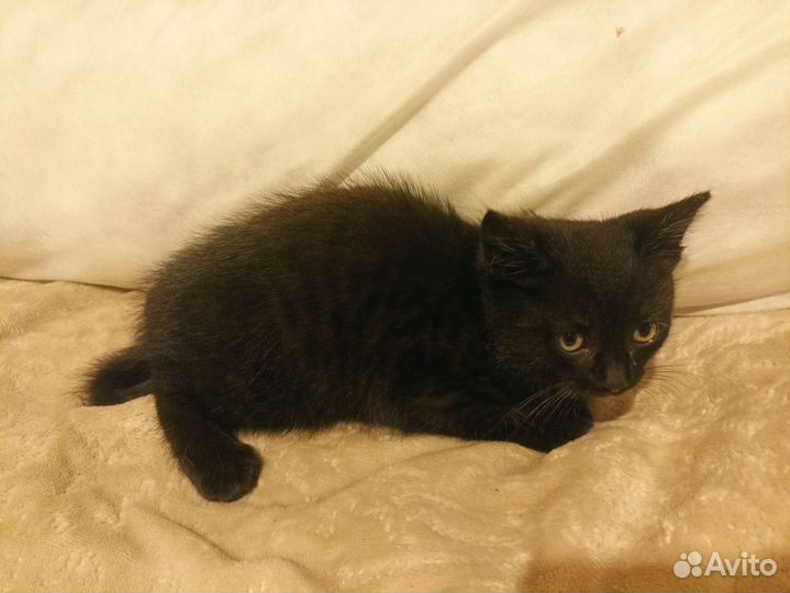 Кошечка с котятами