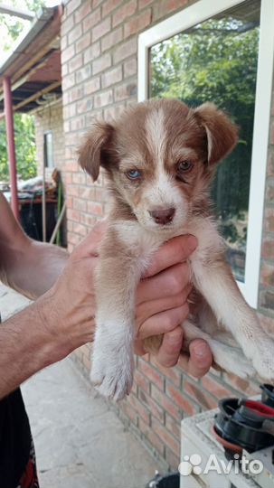 Щенки в добрые руки