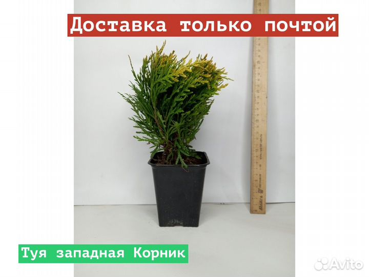 Туя западная Корник