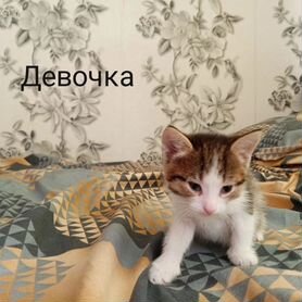 Кошки бесплатно