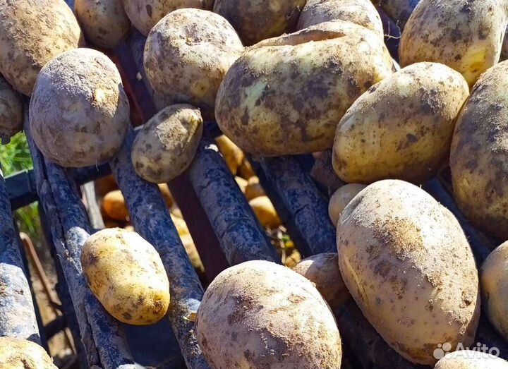 Картофель свежий, 5+ урожай 2023г