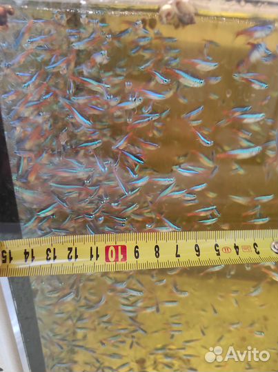 Неон голубой