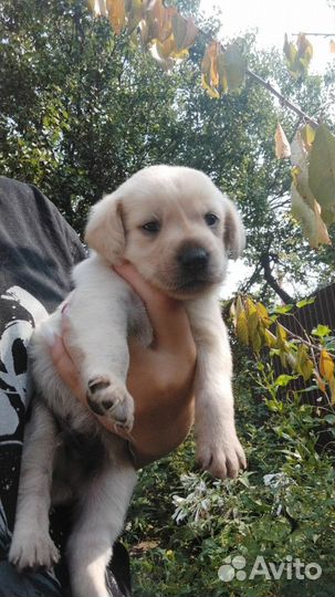 Щенки бесплатно