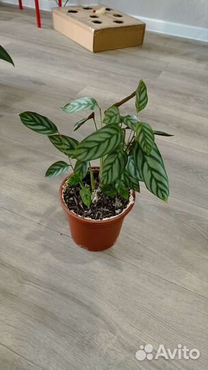 Комнатные цветы