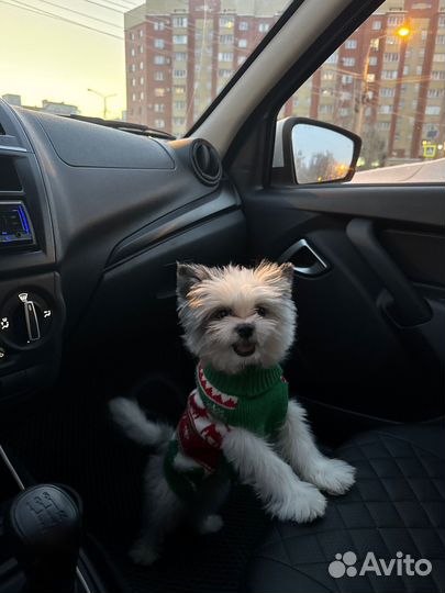 Померанский шпиц мини