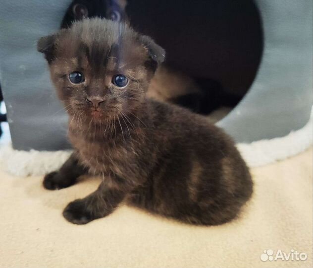 Кошки шотландцы