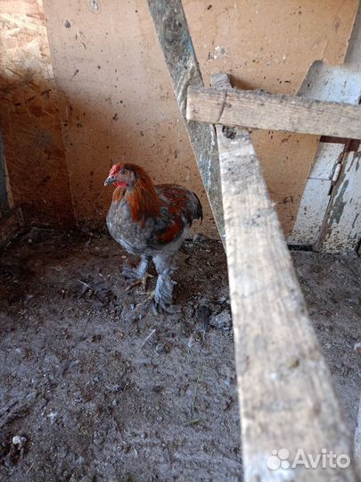 Петушки и индюшки