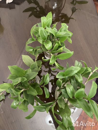 Традесканция зеленая