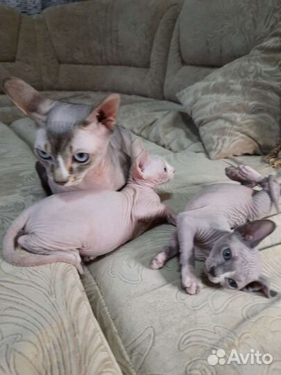 Канадский сфинкс, вязка