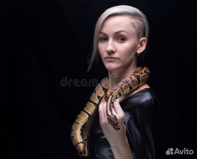 Аренда змей. Питоны. Животные для Фотосессия
