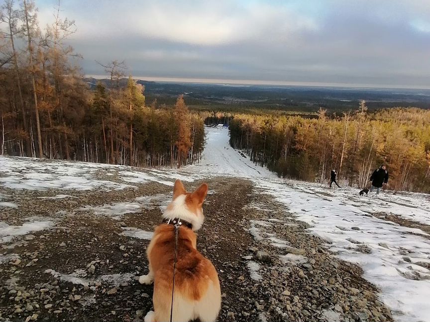 Кобель корги вязка