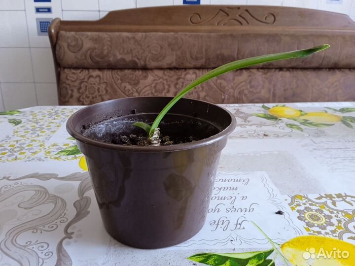 Гиппеаструм