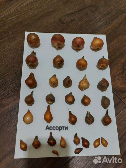 Луковицы тюльпанов