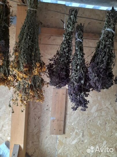 Душица зверобои