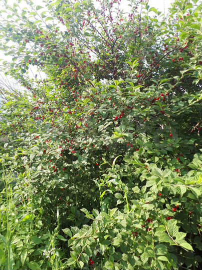 Дача 20 м² на участке 6 сот.