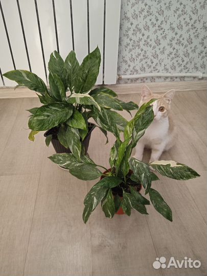 Спатифилум, герань королевская, Петуния, томаты