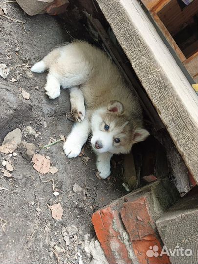 Щенки хаски