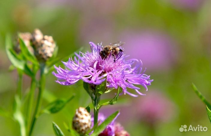 Мед натуральный опт