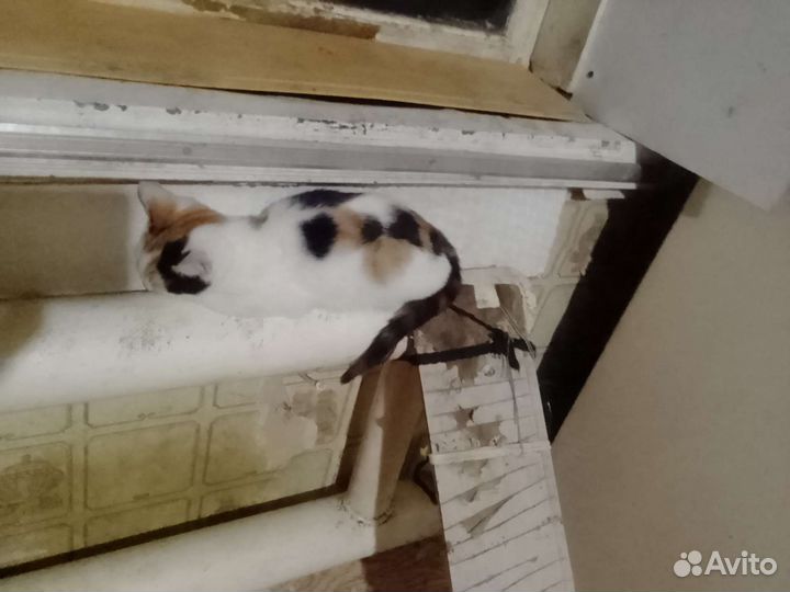 Котята мышеловы