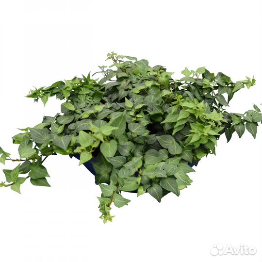 Плющ хедера