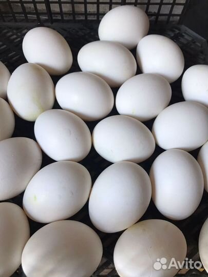 Куры несушки