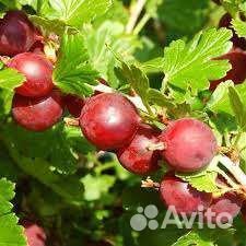 Крыжовник, молодые кустики