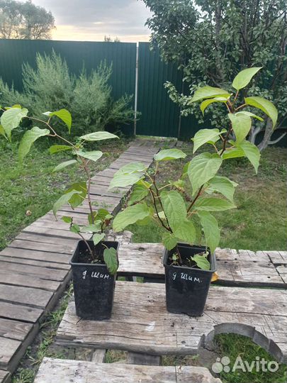 Актинидия коломикта Доктор Шимановский