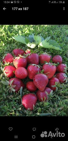 Продам рассаду крупноплодной земляники Машенька