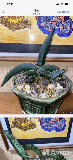 Сансевьерии сортовые