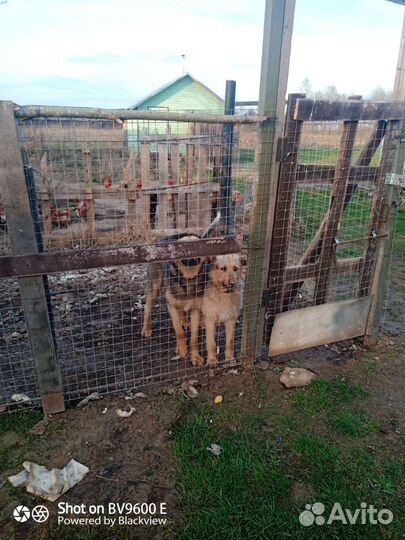 Собака в добрые руки отдам бесплатно