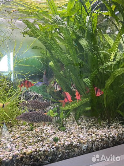 Аквариум 300литров
