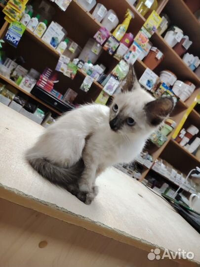 Сиамская кошка