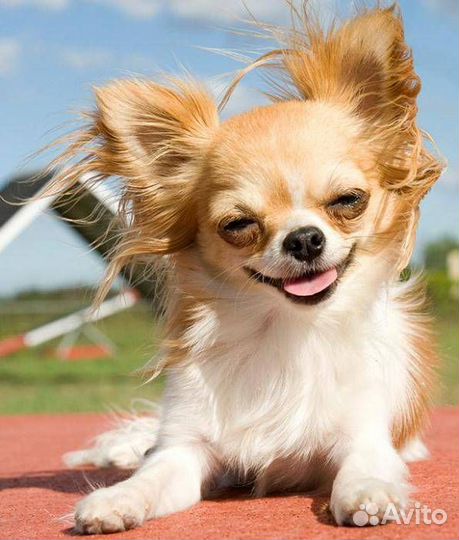 Передержка для собак