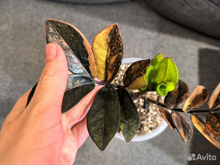 Замиокулькас вариегатный Блэк Оранж Сильвер