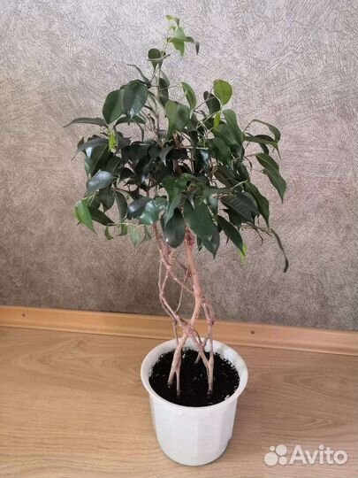 Домашние растения