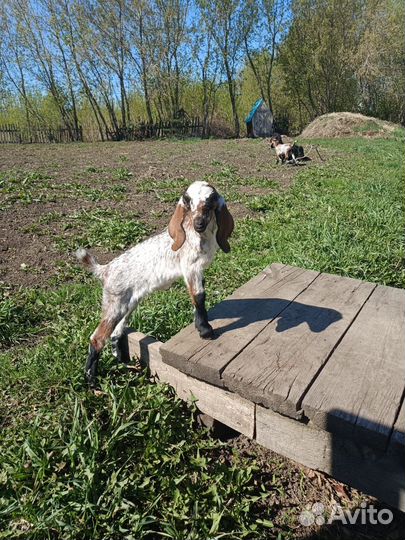 Продам козочек