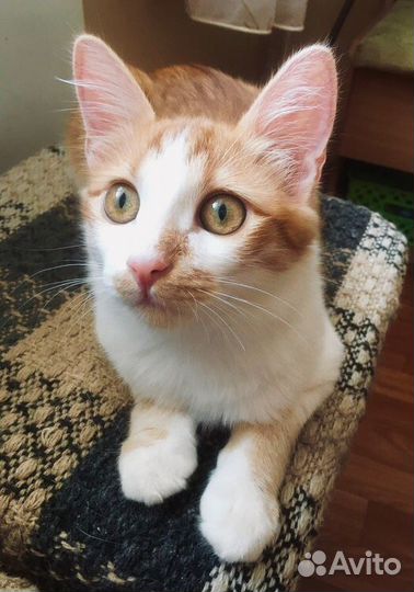 Рыжий котенок