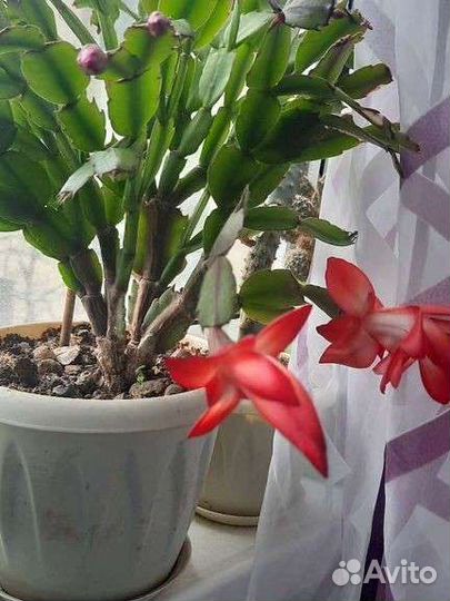 Толстянка,декабрист