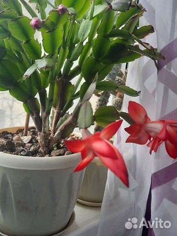 Толстянка,декабрист