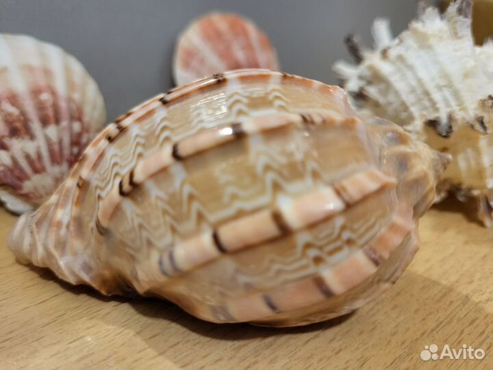 Ракушки красивые поштучно
