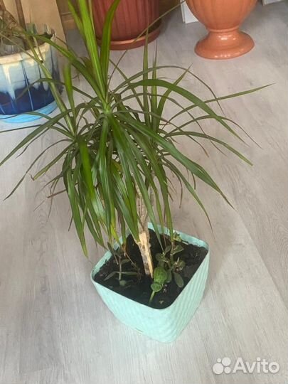 Пальма драцена цветок