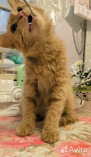 Кошечка из приюта ищет дом