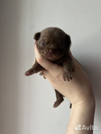 Щенки чихуахуа