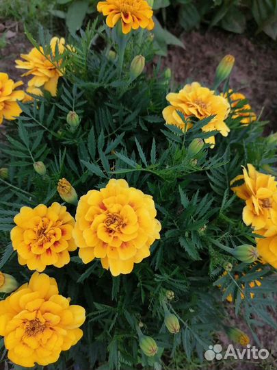 Рассада бархатцев