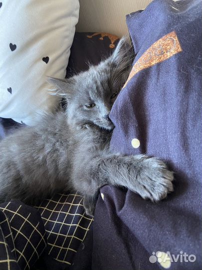 Кошка 