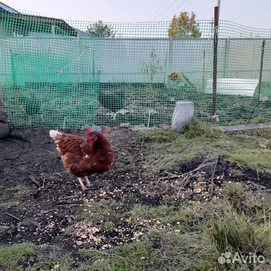 Куры