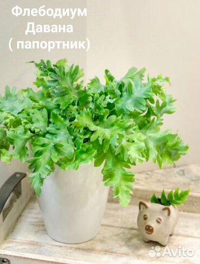 Папоротники разные