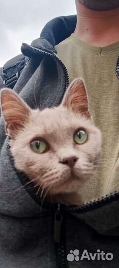 Отдам кошечку