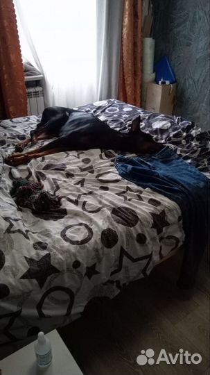 Доберман вязка