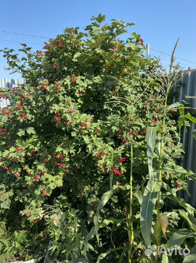 Калина, калина бульдонеж, сладкий тёрн